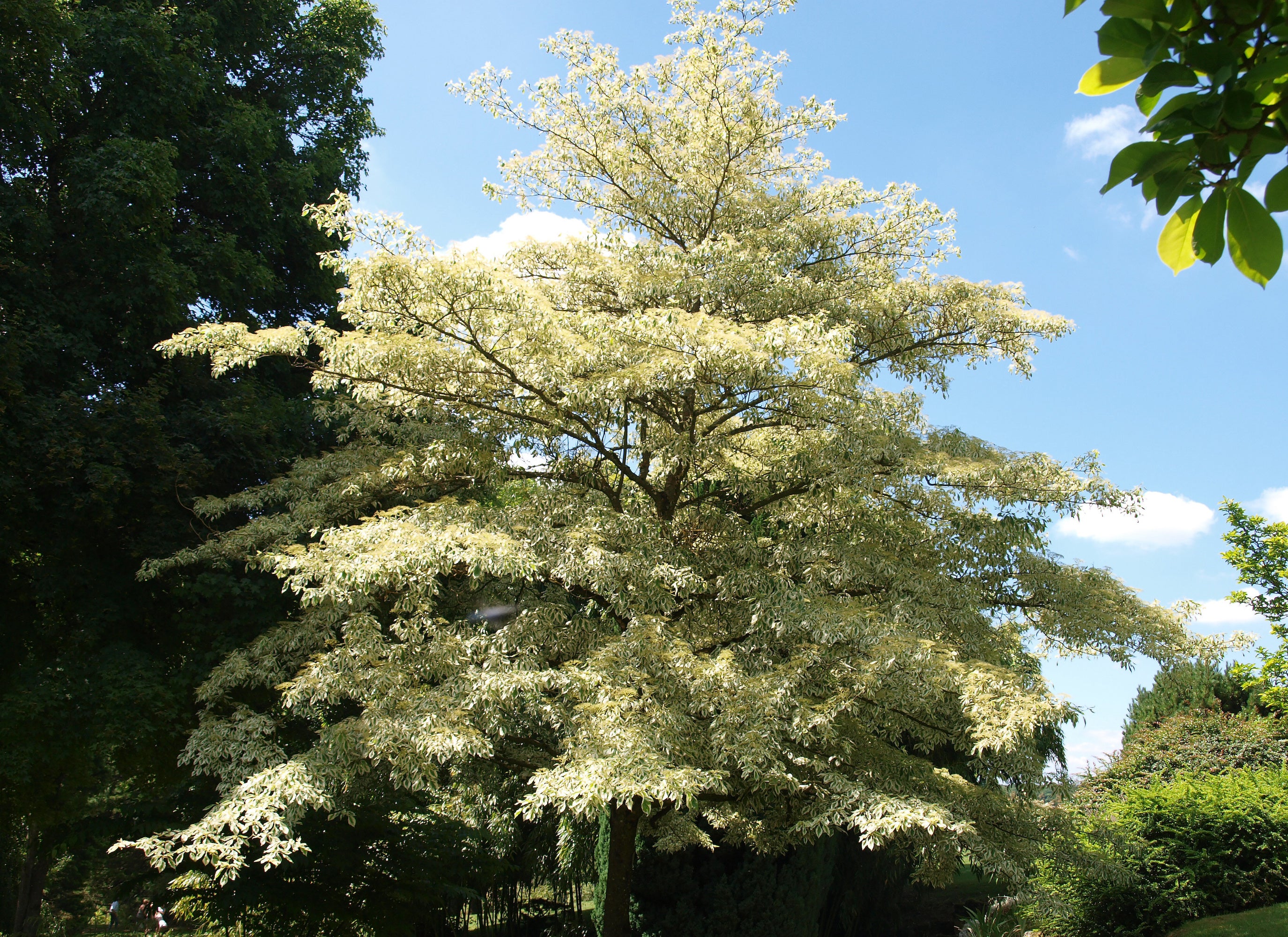controversa variegata29.jpg